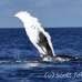whale_humpback_h_00648_dom2712.jpg